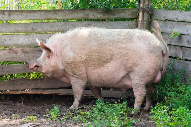 Maiali rosa in fattoria. Maiale alla fattoria. Industria della carne. Allevamento di suini per soddisfare la crescente domanda di carne.