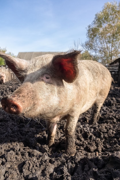 Maiali rosa in fattoria. Maiale alla fattoria. Industria della carne. L'allevamento di suini per soddisfare la crescente domanda di carne