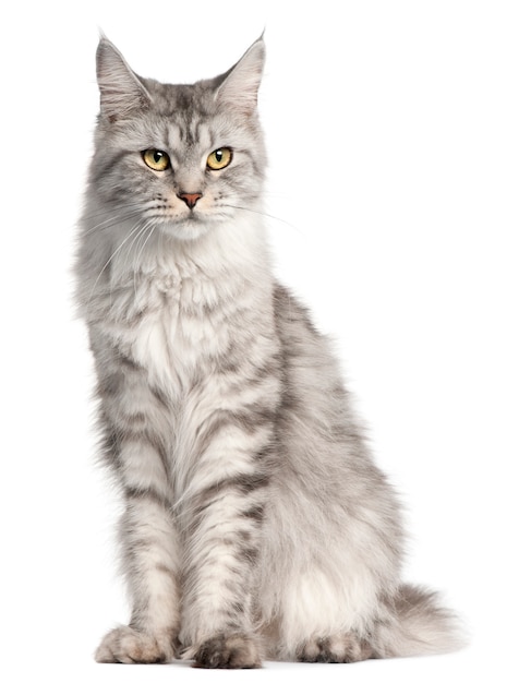 Maine Coon, 2 anni