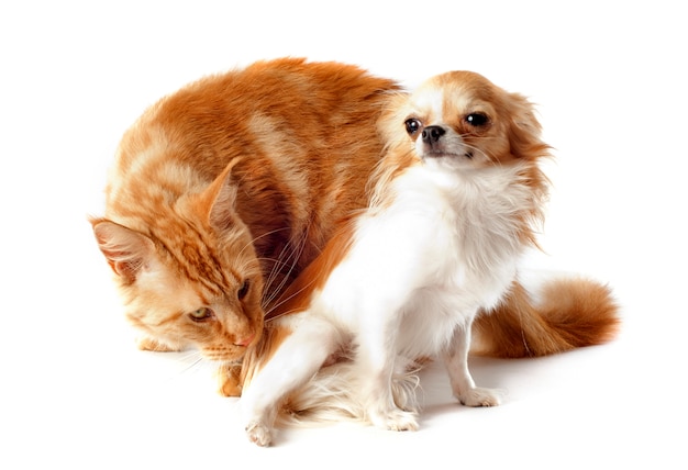 Maine coon cat e chihuahua