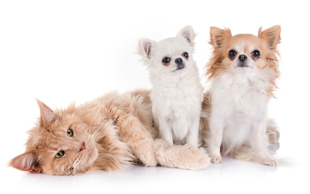 maine coon cat e chihuahua