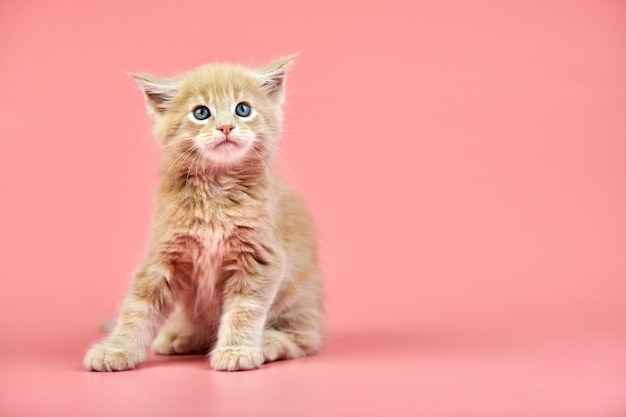 Maine coon crema gattino