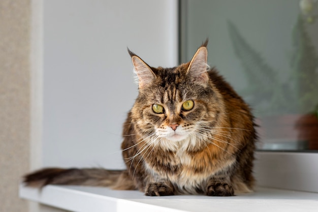 Maine Coon femmina seduta su un balcone contro la finestra.