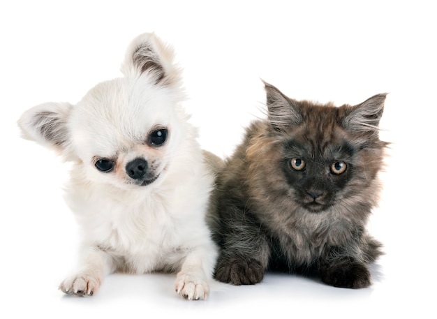 maine coon gattino e chihuahua