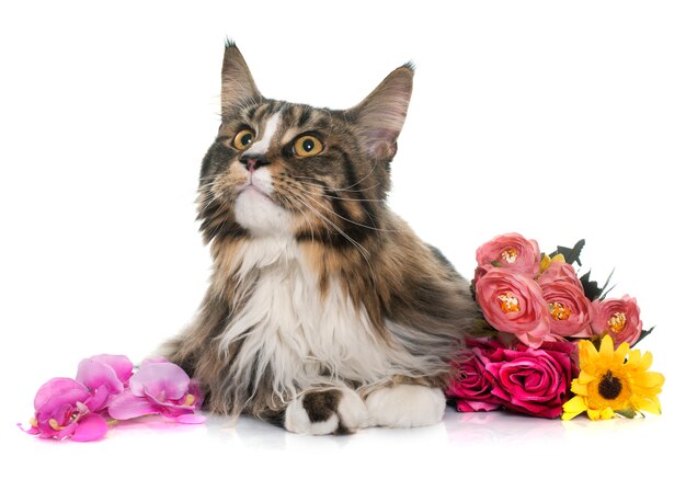 maine coon gatto e fiori