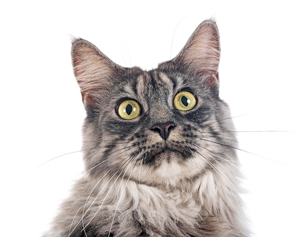 Maine coon in studio