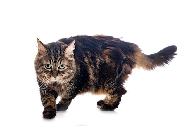 Maine coon in studio