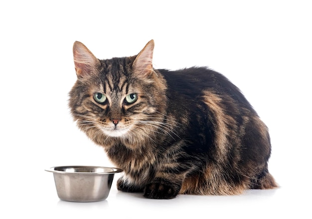 Maine coon in studio