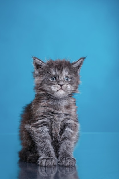 Maine Coon Kitten su sfondo blu gatto ritratto in studio