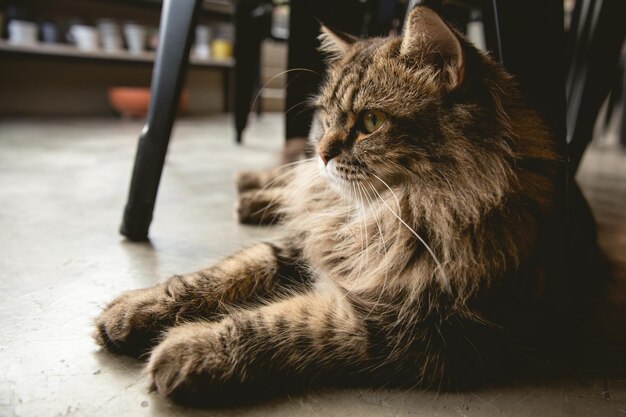 Maine coon razza di gatto domestico sdraiato a terra guarda severo dignitoso animale domestico peloso