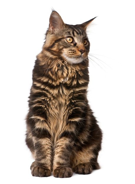 Maine Coon,, seduto, girato in studio