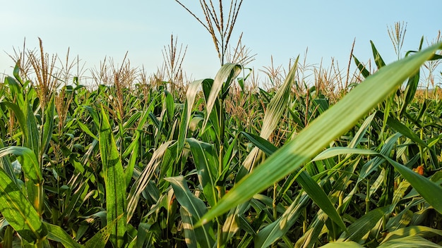 Mais agricolo in giornata di sole