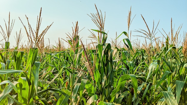 Mais agricolo in giornata di sole