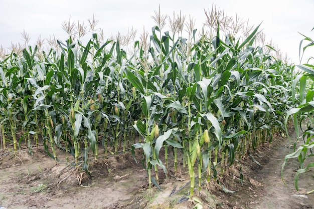 mais di mais su campo agricolo