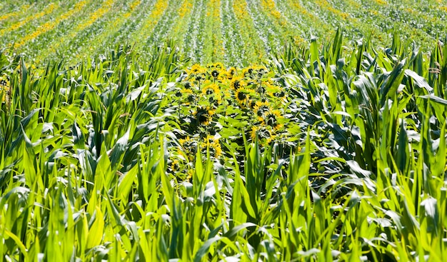 mais e girasoli