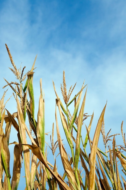 Mais immaturo verde - Campo agricolo su cui crescono mais immaturo verde, agricoltura, cielo