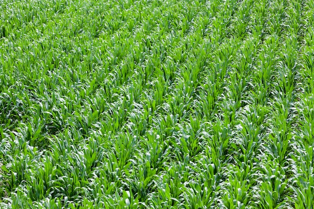 Mais in campo agricolo, mais verde acerbo, estate