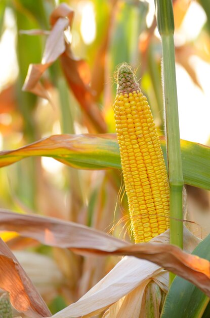 Mais maturo retroilluminato di mais su steli al campo pronto per il raccolto