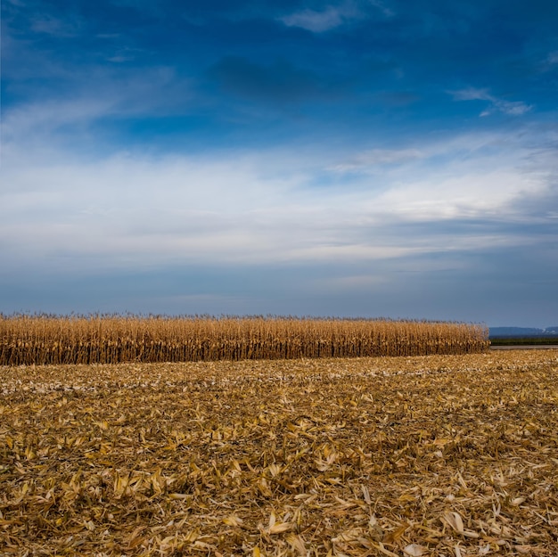 Mais secco campo di mais blu cielo nuvoloso Cornfield paesaggio rurale