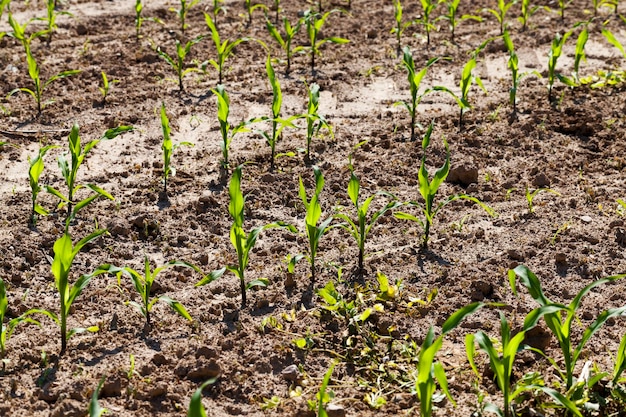 Mais verde giovane in un campo agricolo