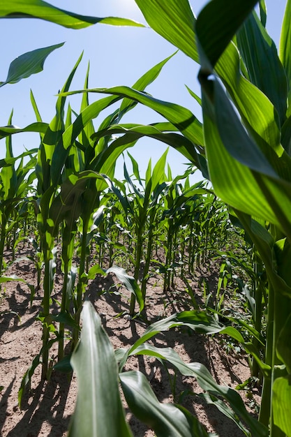 Mais verde giovane in un campo agricolo