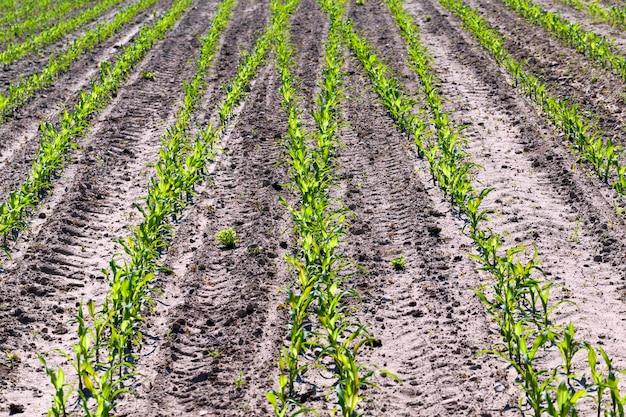 Mais verde giovane su un campo agricolo nella stagione primaverile, agricoltura per la coltivazione di mais per ottenere cibo per il bestiame