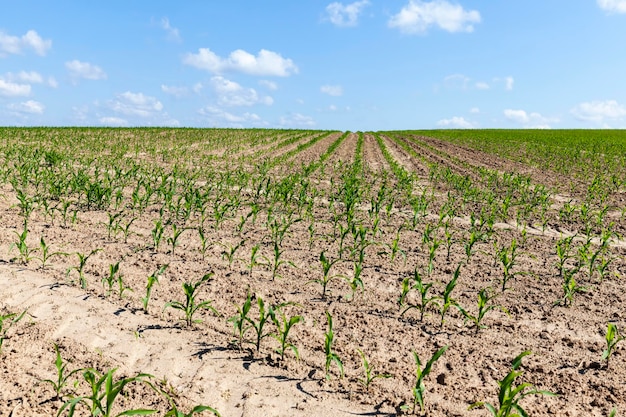 Mais verde giovane su un campo agricolo nella stagione primaverile