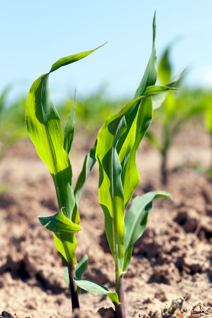 Mais verde giovane su un campo agricolo nella stagione primaverile