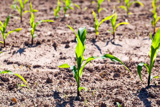 Mais verde giovane su un campo agricolo nella stagione primaverile