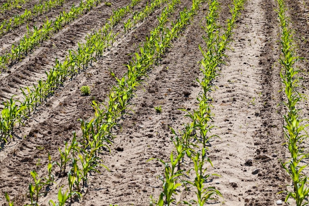 Mais verde giovane su un campo agricolo nella stagione primaverile