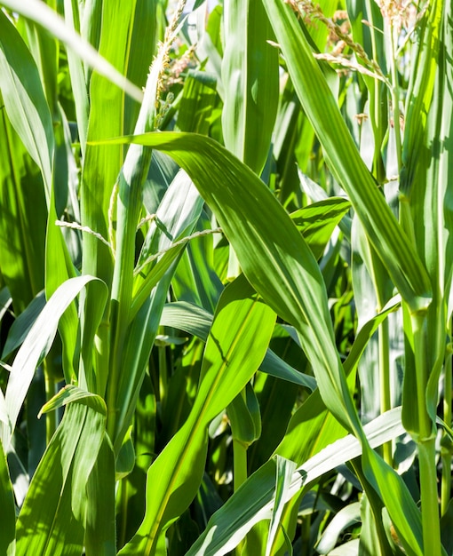 mais verde in campo agricolo