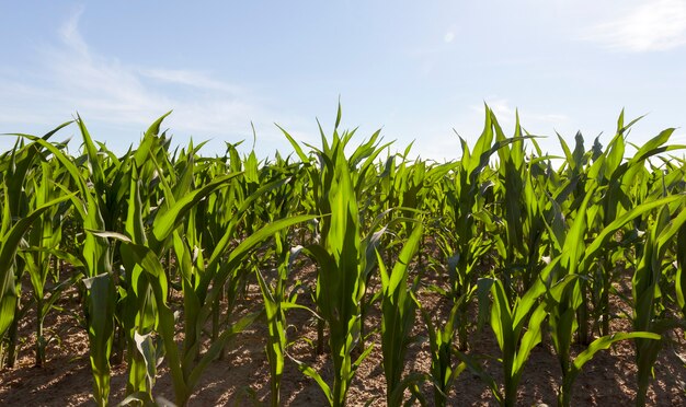 Mais verde sul campo alla fine della primavera e all'inizio dell'autunno, la dimensione media del coltivato