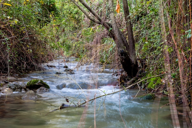 Majaceite del fiume