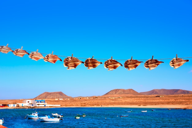 Majanicho essiccato Pesce pappagallo Vieja a Fuerteventura