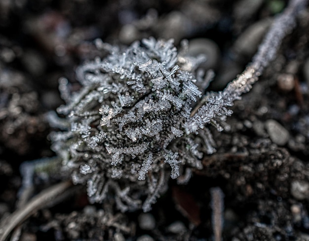 Makrofoto von Pflanzen im sonnigen frostigen Inverno