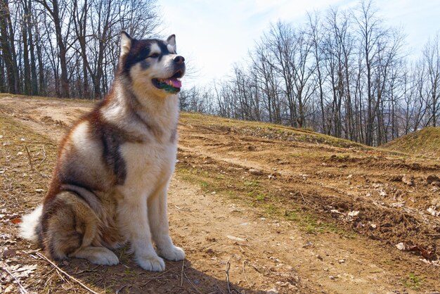 Malamute dell'Alaska