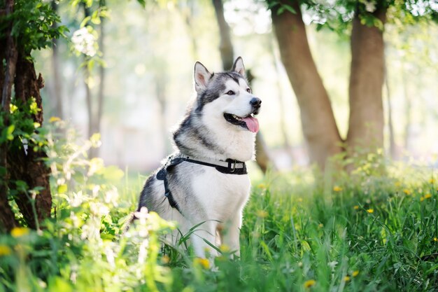 malamute husky in natura