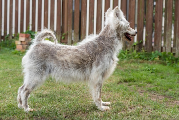 Malattia dell'alopecia Cane samoiedo Dermatite e prurito dei cani