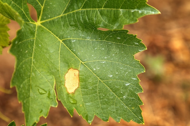 Malattia dell'uva Plasmopara viticola sulla foglia della vite