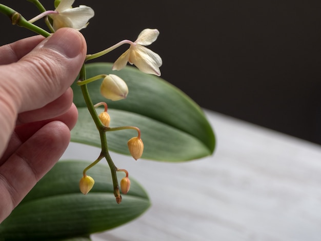 Malattia delle orchidee. Essiccazione e caduta di giovani gemme nell'orchidea