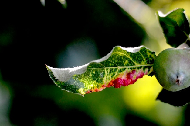 Malattia delle piante dell'afide del melo rosato Dysaphis Plantaginea Dettaglio della foglia colpita