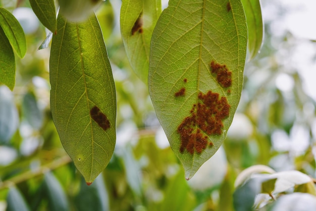 Malattia delle piante Parassiti e agenti patogeni delle piante Macro shot di macchia marrone sulla foglia Foglia bruciata dal calore bruciante