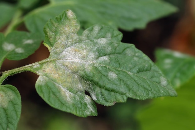 Malattia fungina oidio su una foglia di pomodoro Placca bianca sulle foglie Primo piano