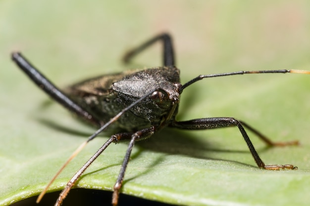 malattia macchiata natura animale isolato pazzo