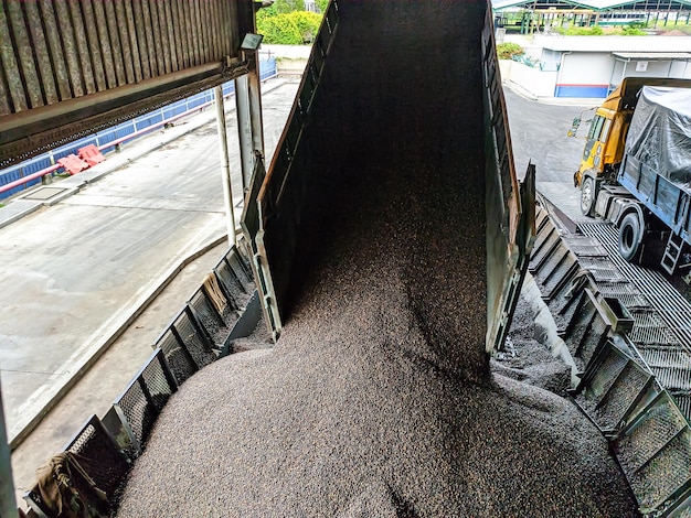 Malesia Perak 7 ottobre 2021 Un autocarro ribaltabile sta abbassando i semi di palma kernal nell'area della baia di carico