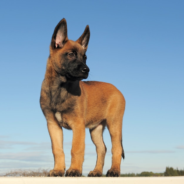 Malinois cucciolo