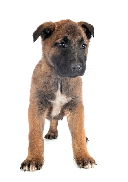 Malinois cucciolo