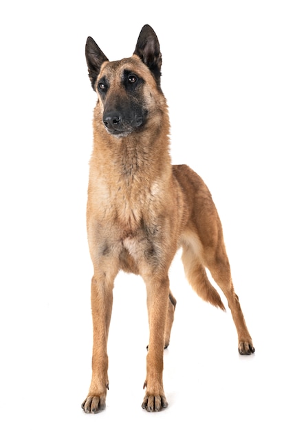 Malinois del pastore belga