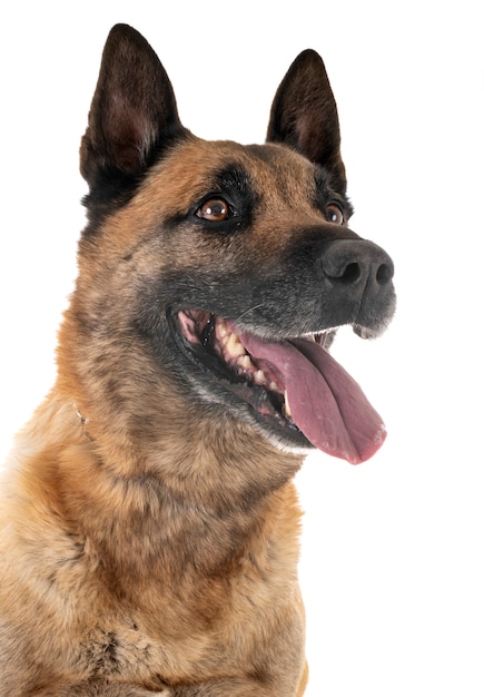 malinois in studio