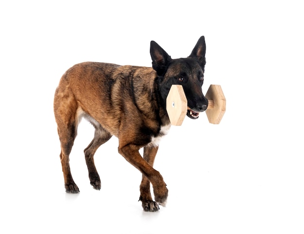 malinois in studio